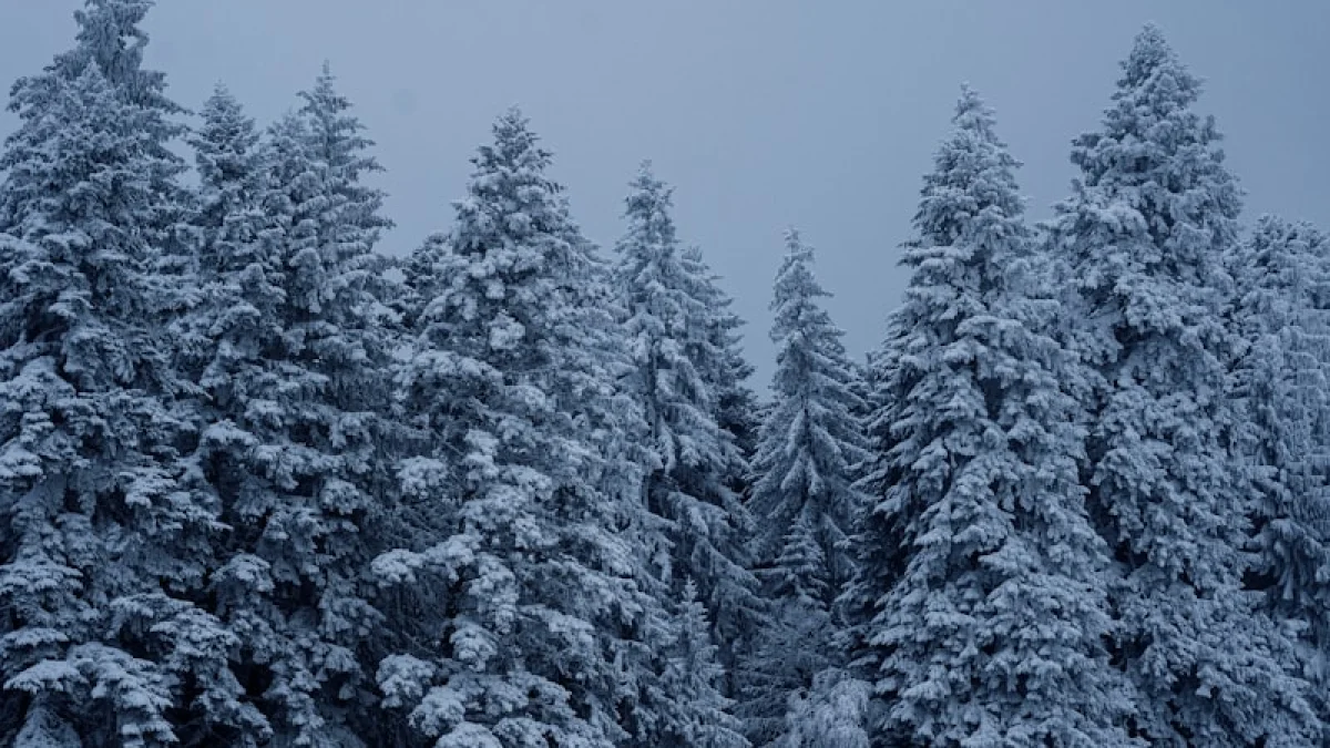 a group of pine trees covered in snow