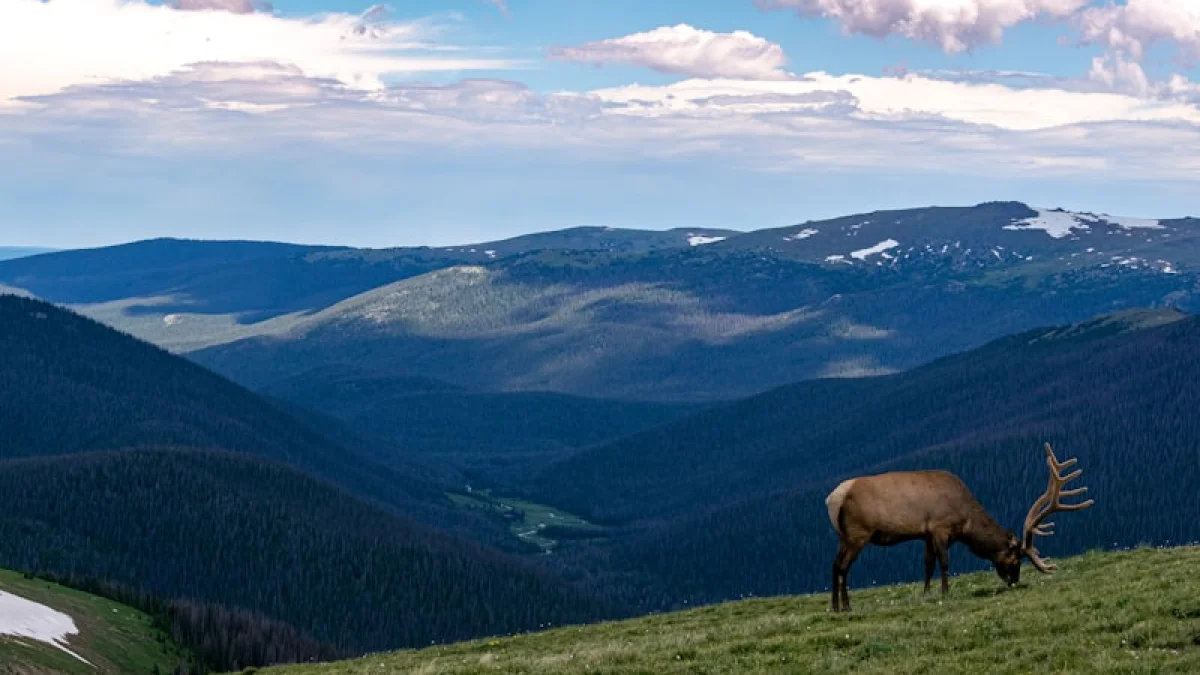 brown moose eating grasses